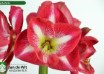 hippeastrum Monte Carlo (2)
